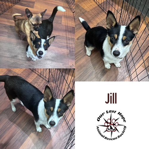 Jill