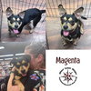 Magenta