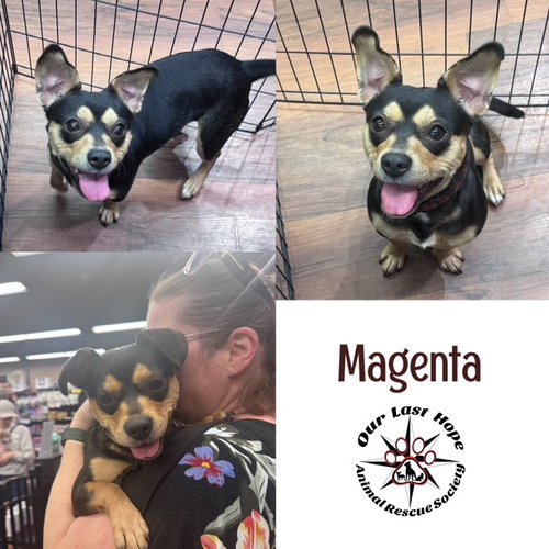 Magenta