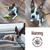 Hammy