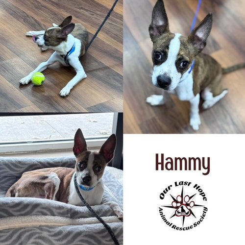Hammy