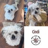 Cindi