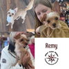 Remy