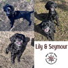 Lily & Seymour - Bonded Pair
