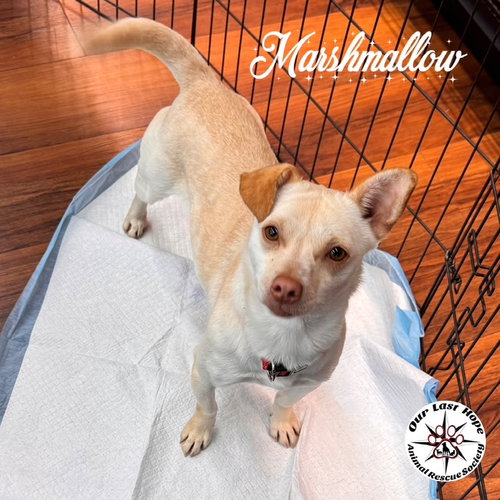 Marshmello, an adoptable Chihuahua in Princeton, BC