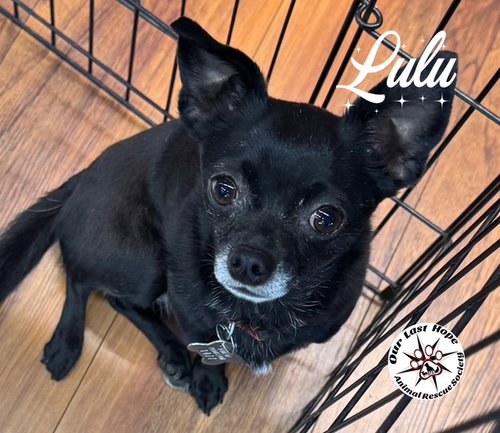 Lulu, an adoptable Chihuahua in Princeton, BC