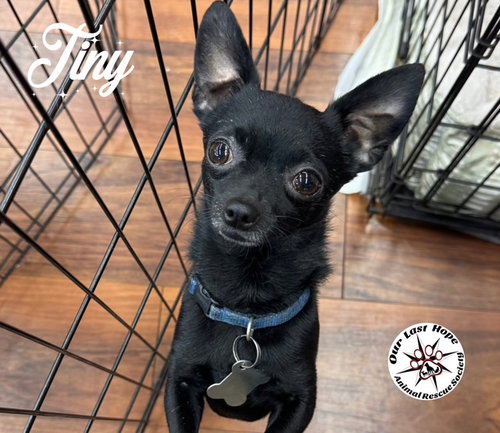 Tiny, an adoptable Chihuahua in Princeton, BC