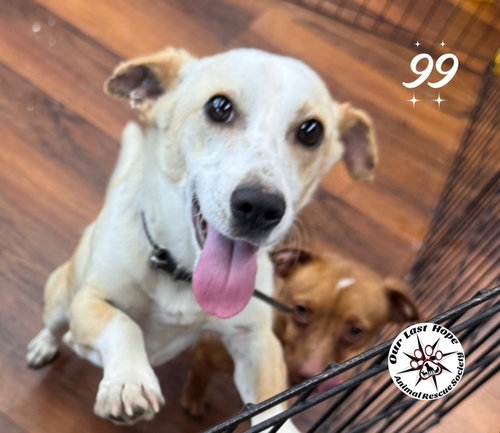 99, an adoptable Corgi in Princeton, BC