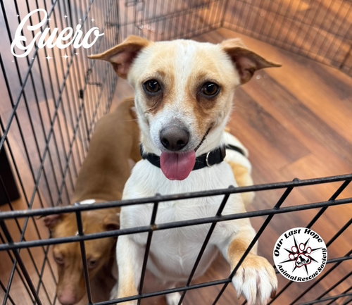 Guero, an adoptable Chihuahua in Princeton, BC