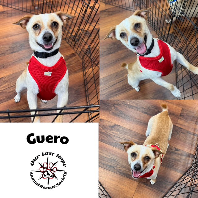 Guero