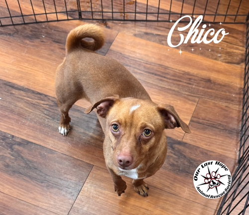 Chico, an adoptable Chihuahua in Princeton, BC