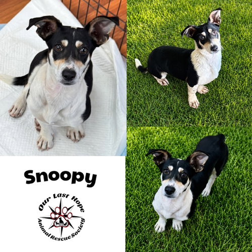 Snoopy
