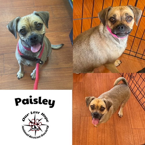 Paisley, an adoptable Pug in Princeton, BC