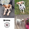 Bruno