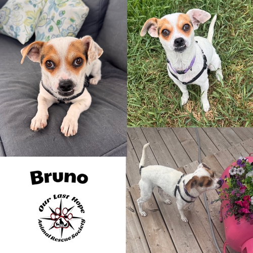 Bruno, an adoptable Rat Terrier in Princeton, BC