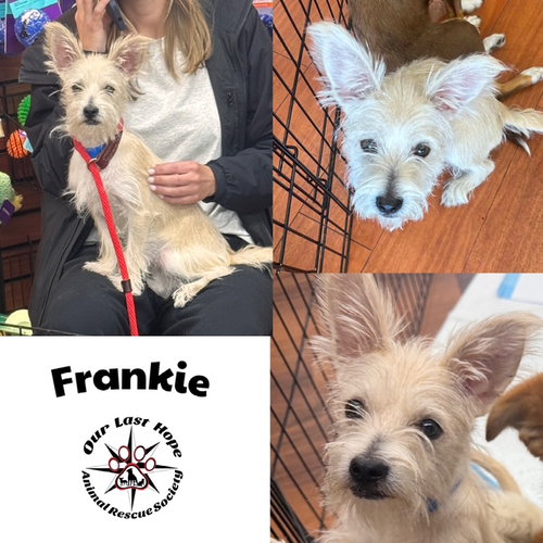 Frankie, an adoptable Terrier in Princeton, BC