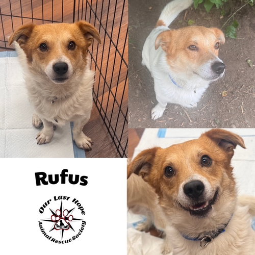Rufus, an adoptable Corgi in Princeton, BC