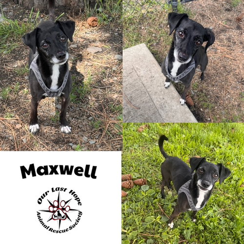 Maxwell