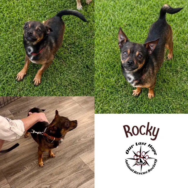 Rocky - Chihuahua