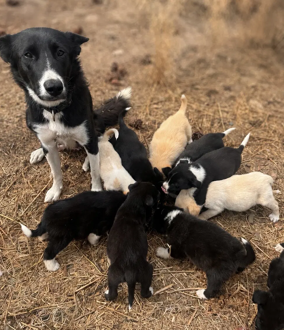 Sally's Litter - Border Collie