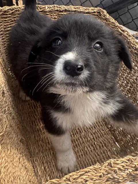 Sally's Litter image 2