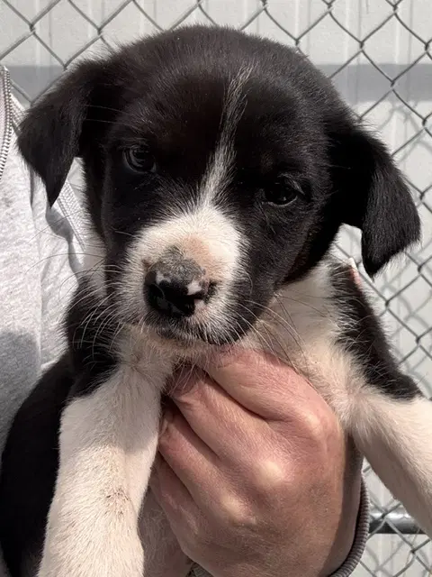 Sally's Litter image 3