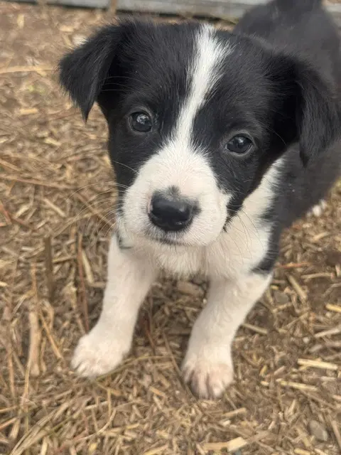 Sally's Litter image 4