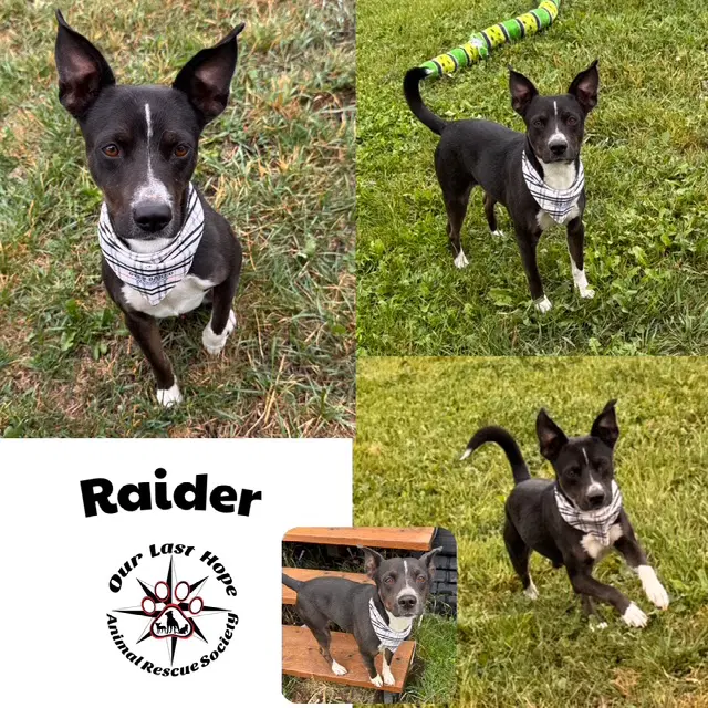 Raider - Terrier
