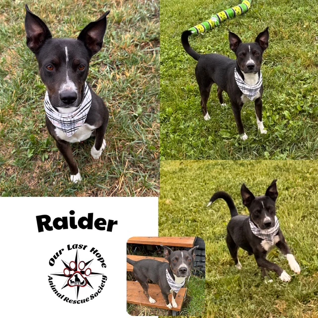 Raider