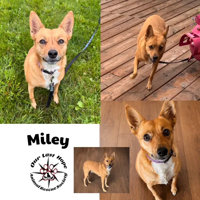 Miley - Chi Cross
