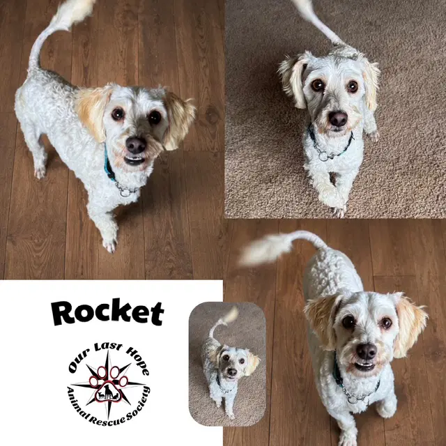 Rocket - Maltese