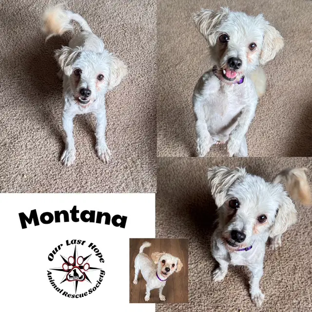 Montana - Maltese