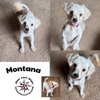 Montana