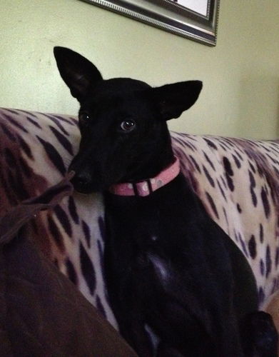 Judy ***SPECIAL NEEDS FOSTER WANTED FOR 3 LEGGED G