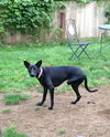 Judy ***SPECIAL NEEDS FOSTER WANTED FOR 3 LEGGED G