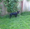 Judy ***SPECIAL NEEDS FOSTER WANTED FOR 3 LEGGED G