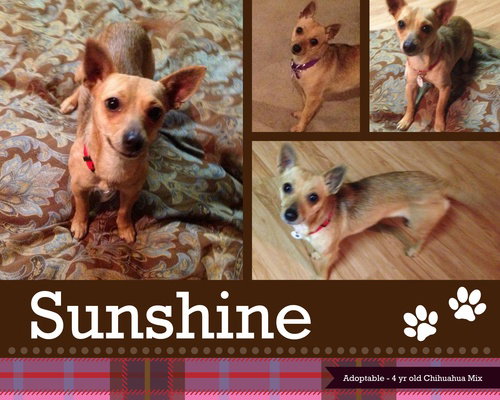 Sunshine