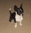 Spanky