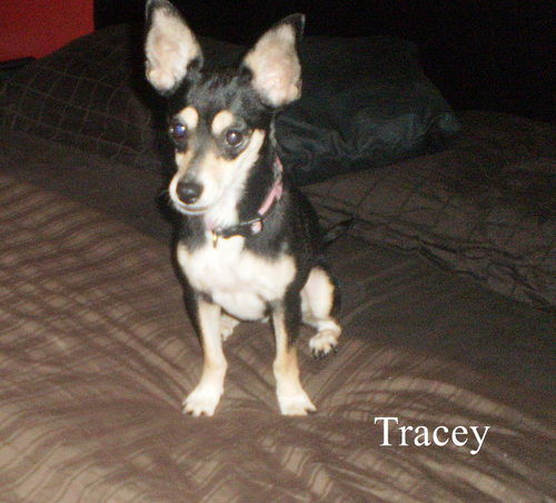 Tracey
