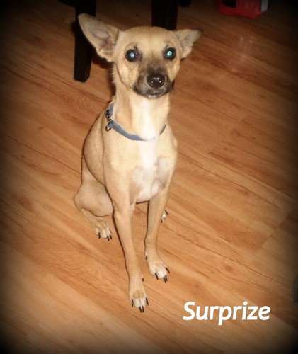 Surprize