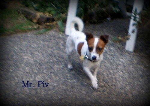 Mr. Piv