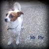 Mr. Piv