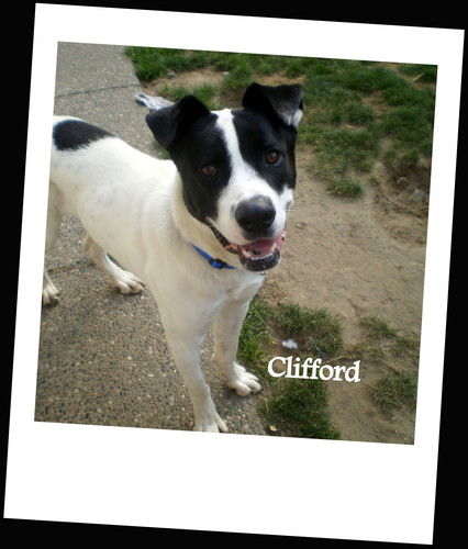 Clifford