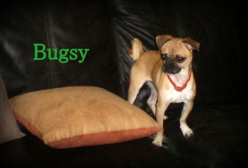 Bugsy