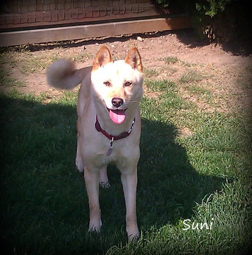 Suni