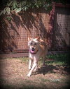 Suni