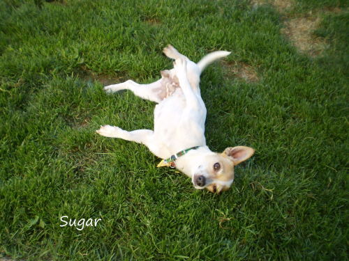 Sugar