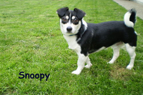 Snoopy