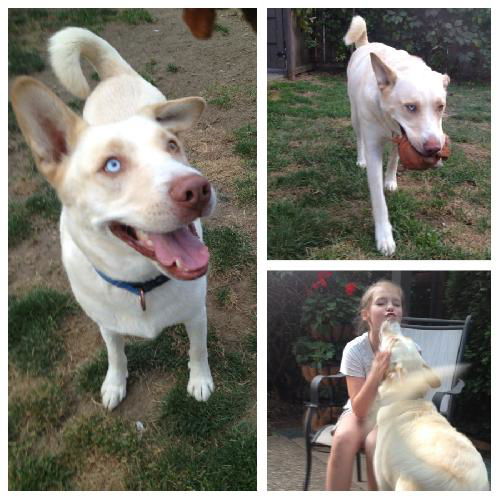 Snow - Perfect Family Dog!