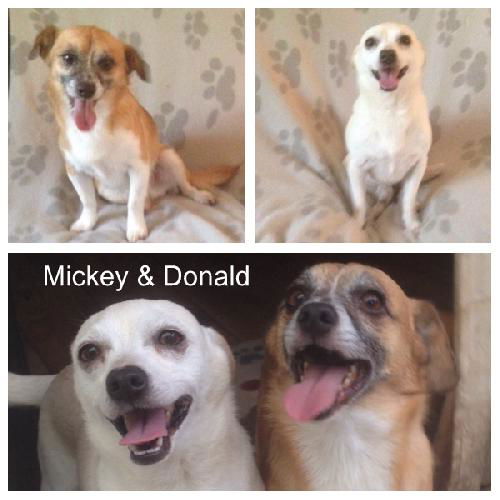 Mickey & Donald, A Bonded Pair of Sweet